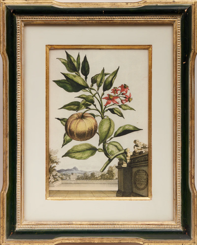 Abraham Munting, Four Botanical Studies: Oxylapathum Tuberosum Americannum; Mechoacanna Sylvestrus; Malva Arborescens Indica Minor and Hybrid Oranges, four copper engravings - view 2
