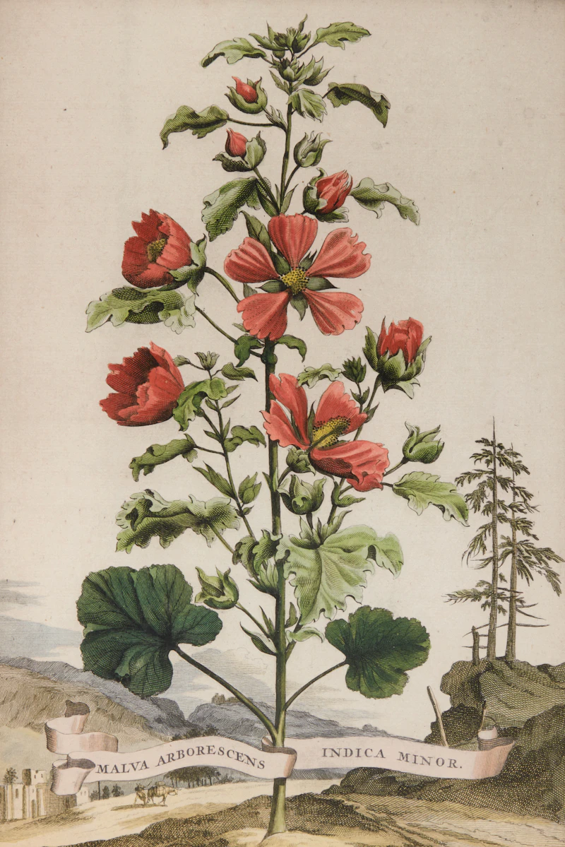 Abraham Munting, Four Botanical Studies: Oxylapathum Tuberosum Americannum; Mechoacanna Sylvestrus; Malva Arborescens Indica Minor and Hybrid Oranges, four copper engravings - view 4