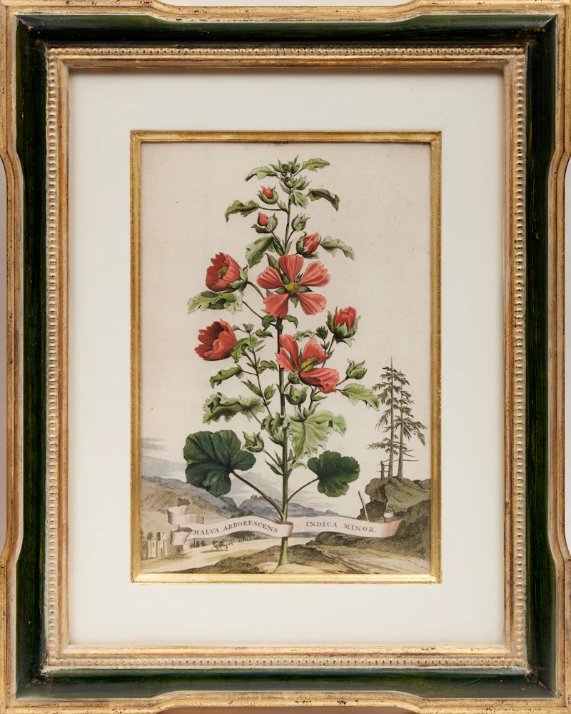 Abraham Munting, Four Botanical Studies: Oxylapathum Tuberosum Americannum; Mechoacanna Sylvestrus; Malva Arborescens Indica Minor and Hybrid Oranges, four copper engravings - view 5