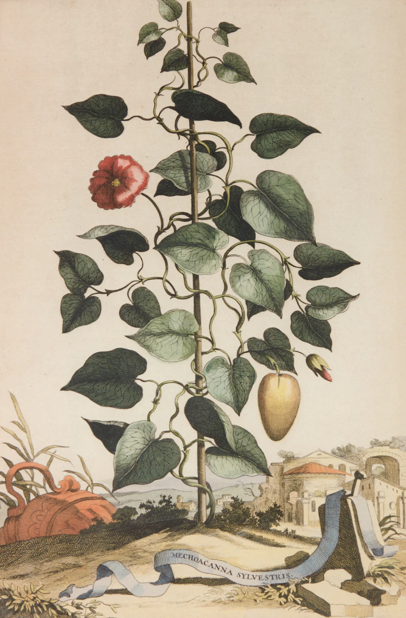 Abraham Munting, Four Botanical Studies: Oxylapathum Tuberosum Americannum; Mechoacanna Sylvestrus; Malva Arborescens Indica Minor and Hybrid Oranges, four copper engravings - view 7