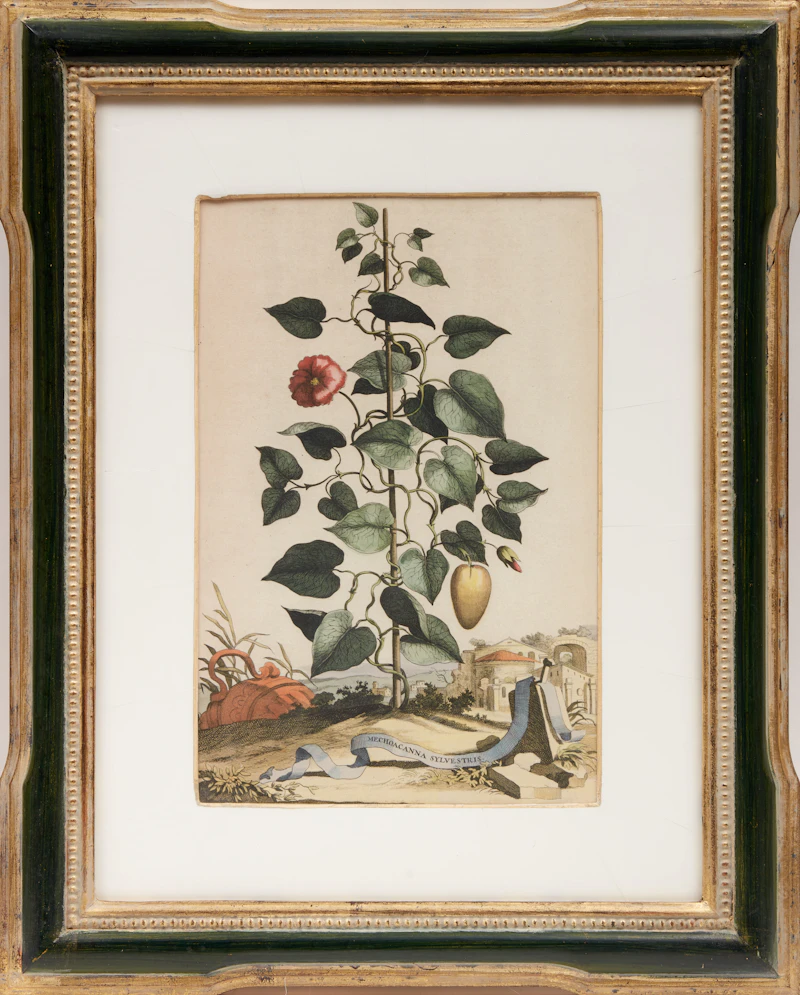 Abraham Munting, Four Botanical Studies: Oxylapathum Tuberosum Americannum; Mechoacanna Sylvestrus; Malva Arborescens Indica Minor and Hybrid Oranges, four copper engravings - view 8