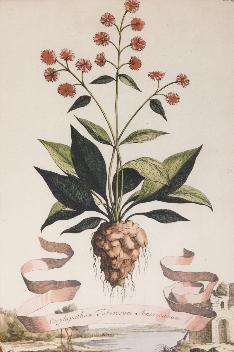 Abraham Munting, Four Botanical Studies: Oxylapathum Tuberosum Americannum; Mechoacanna Sylvestrus; Malva Arborescens Indica Minor and Hybrid Oranges, four copper engravings - view 10