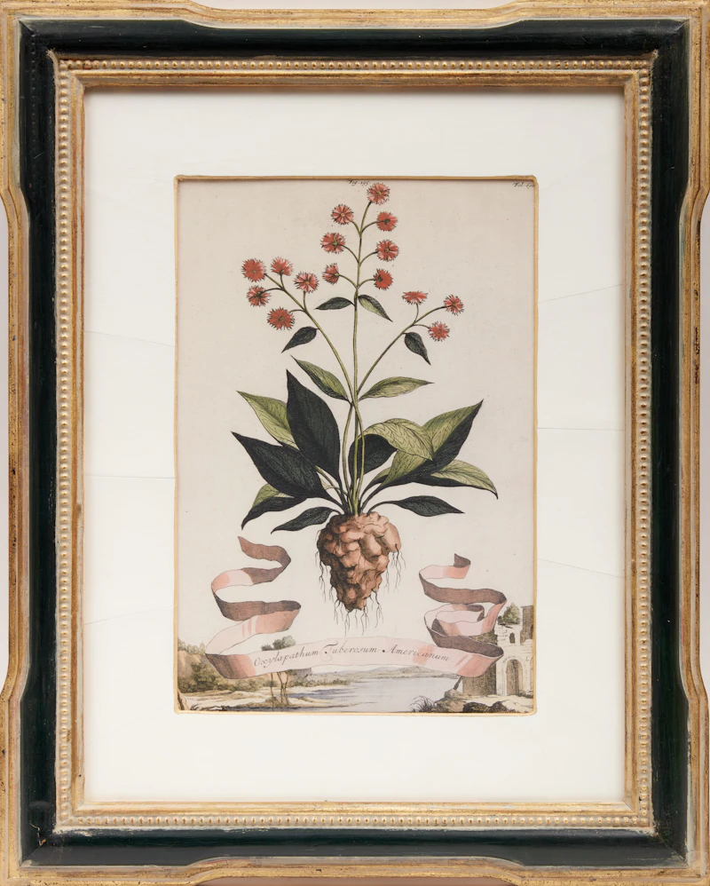 Abraham Munting, Four Botanical Studies: Oxylapathum Tuberosum Americannum; Mechoacanna Sylvestrus; Malva Arborescens Indica Minor and Hybrid Oranges, four copper engravings - view 11