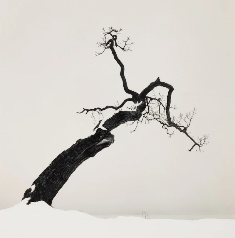 Kussharo Lake Tree, Study 4, Kotan, Hokkaido, Japan by Michael Kenna
