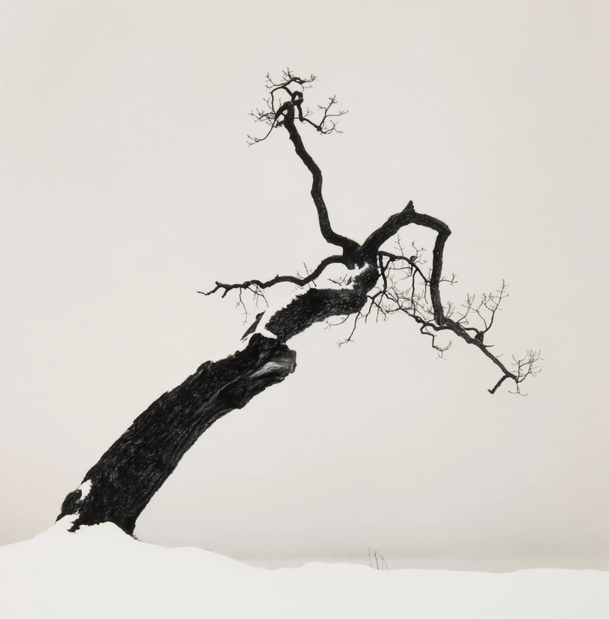 Michael Kenna, Kussharo Lake Tree, Study 4, Kotan, Hokkaido, Japan, gelatin silver print, 2007