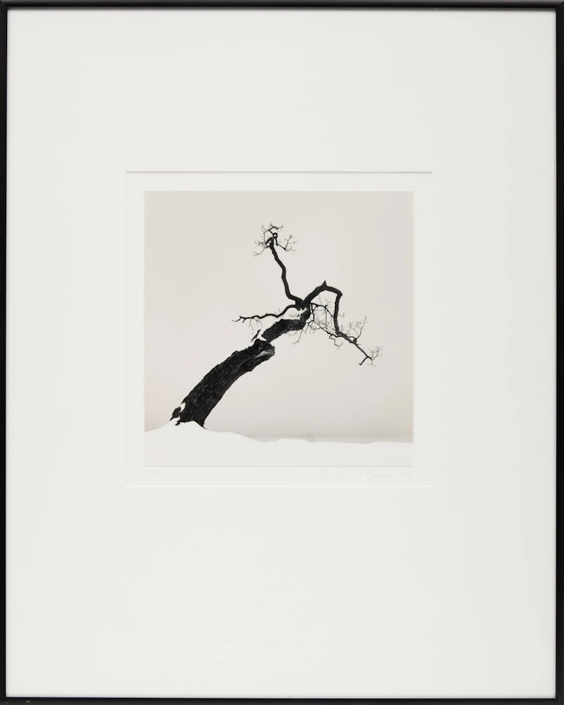 Michael Kenna, Kussharo Lake Tree, Study 4, Kotan, Hokkaido, Japan, gelatin silver print, 2007 - view 2