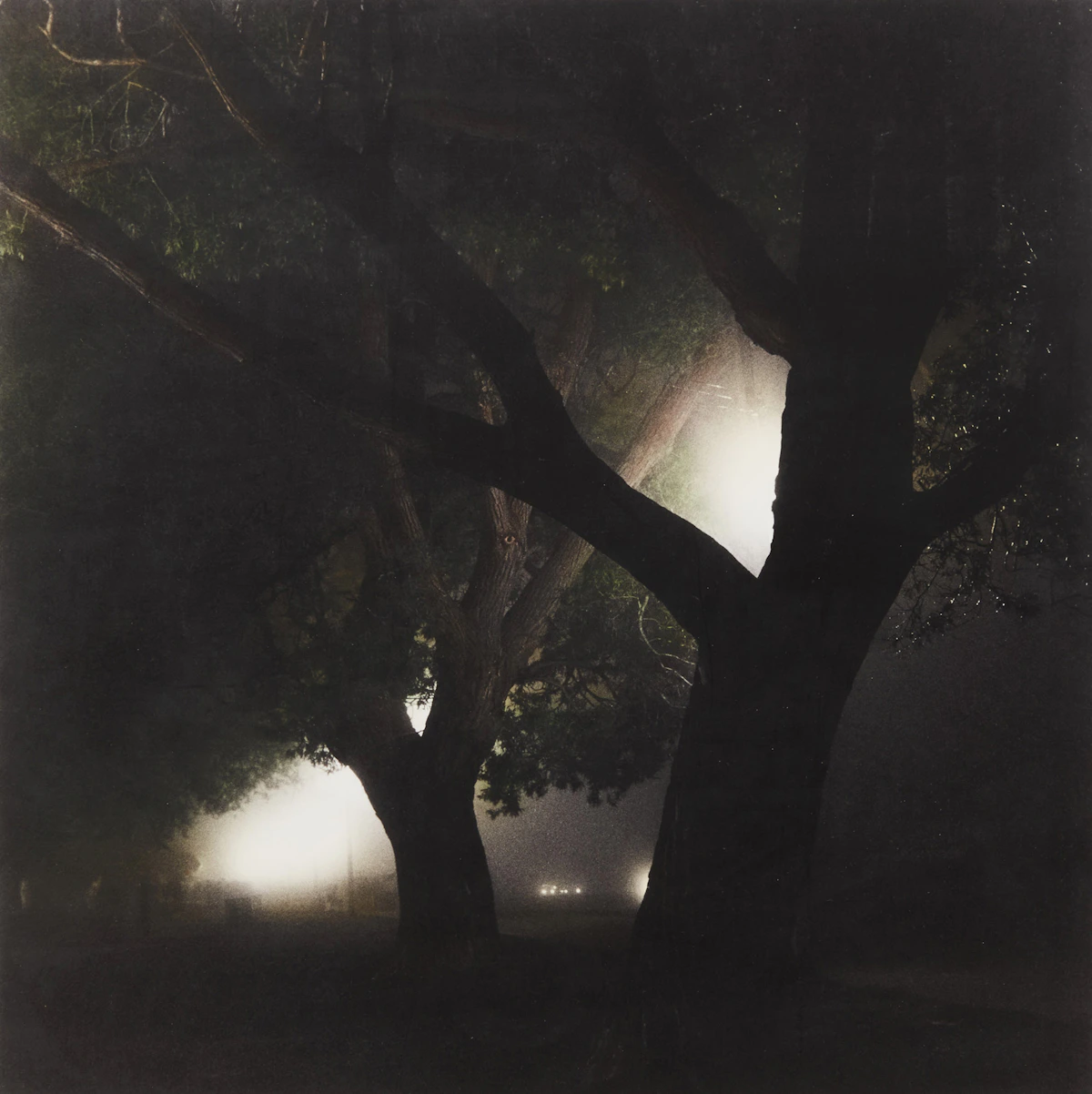 Rick Zolkower, Night Trees, toned silver print, 1982