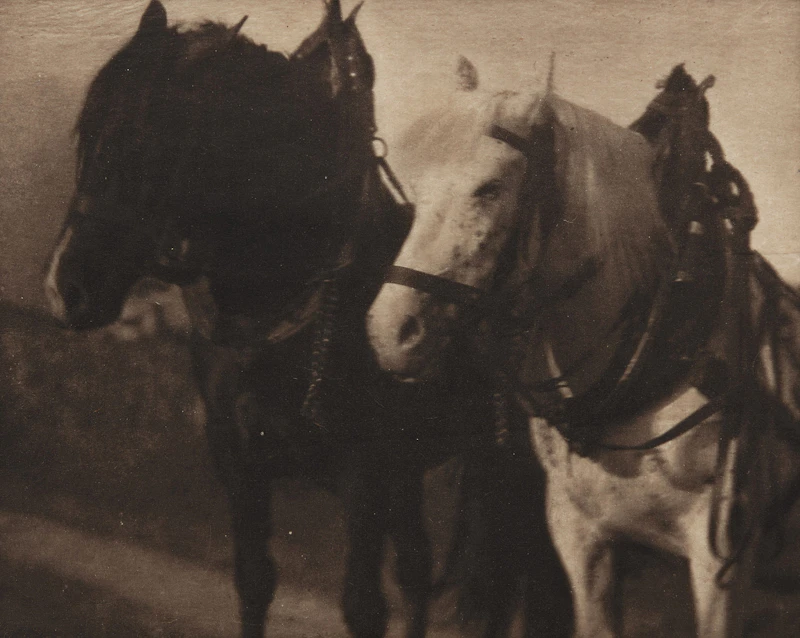 Horses (from Camera Work 12) by Alfred Stieglitz