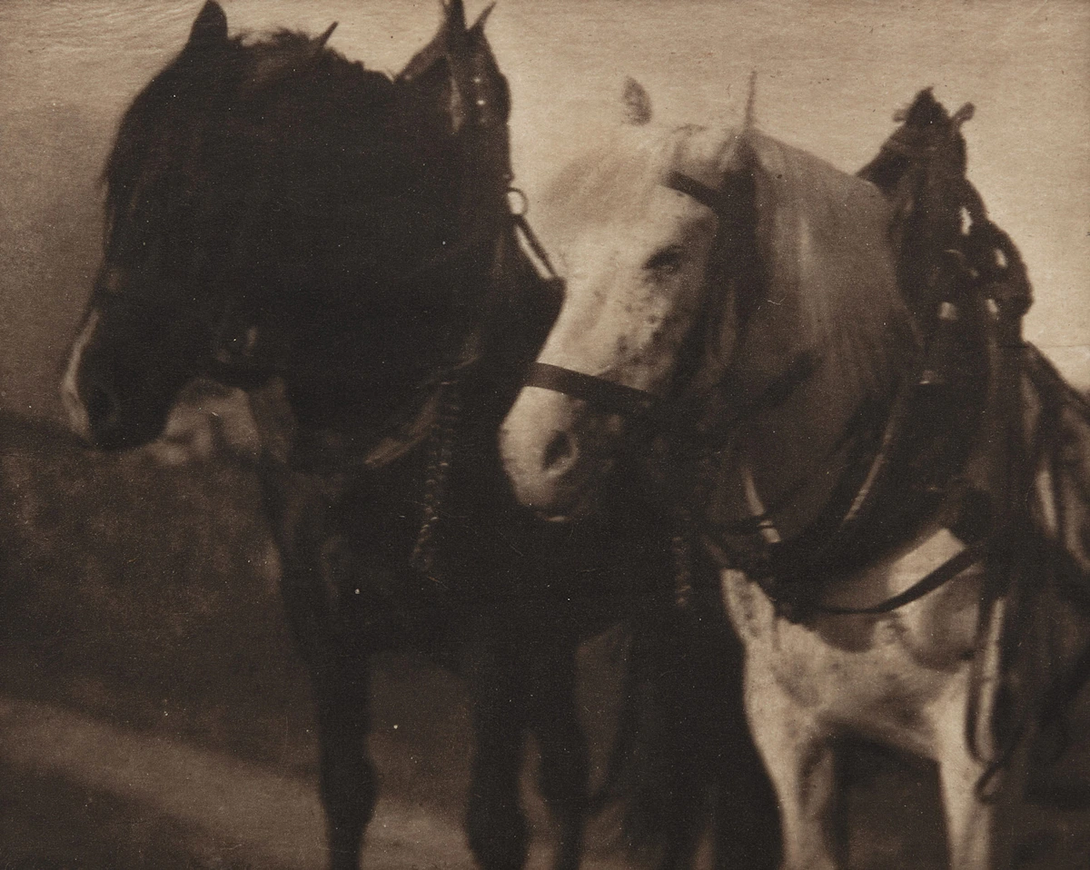 Alfred Stieglitz, Horses (from Camera Work 12), photogravure, 1905