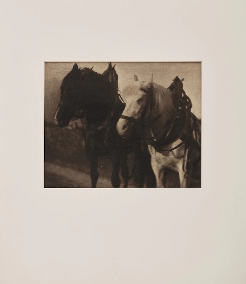 Alfred Stieglitz, Horses (from Camera Work 12), photogravure, 1905 - view 2
