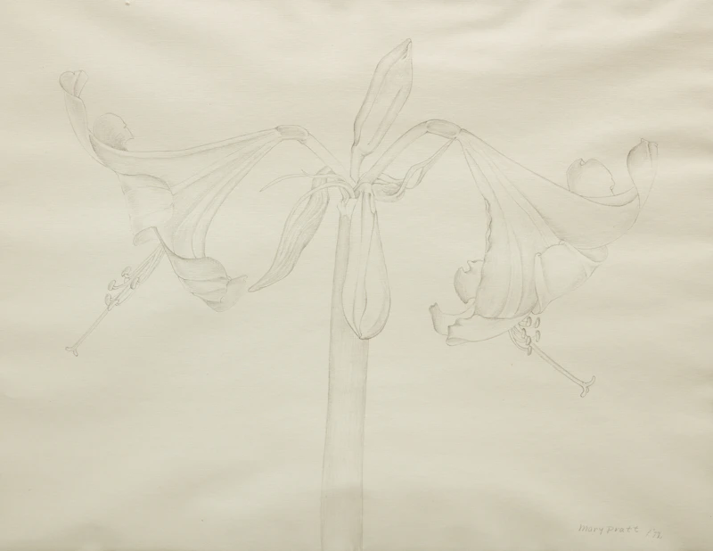 Amaryllis No. 1 by Mary Pratt