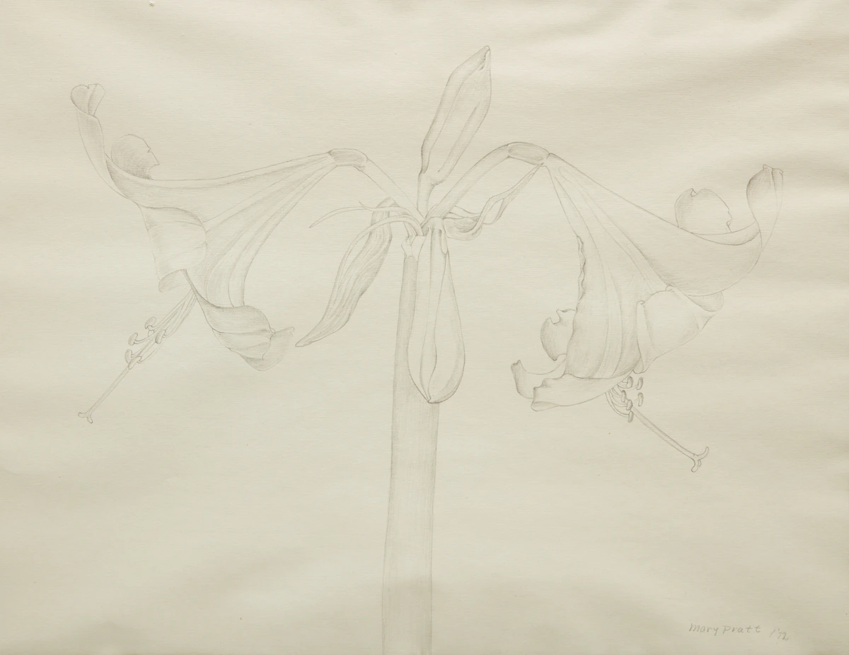 Mary Pratt, Amaryllis No. 1, graphite, 1972