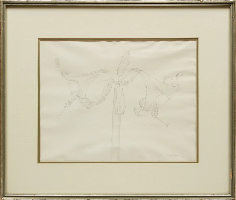 Mary Pratt, Amaryllis No. 1, graphite, 1972 - view 2