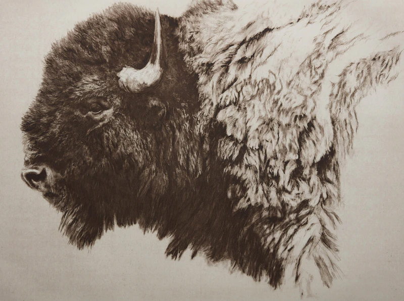 Robert Bateman, Bison, etching