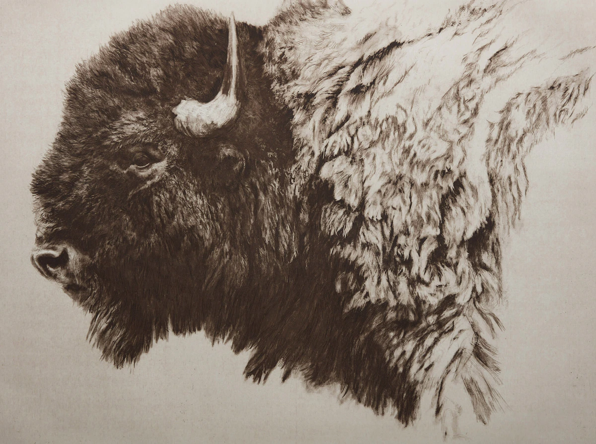 Robert Bateman, Bison, etching