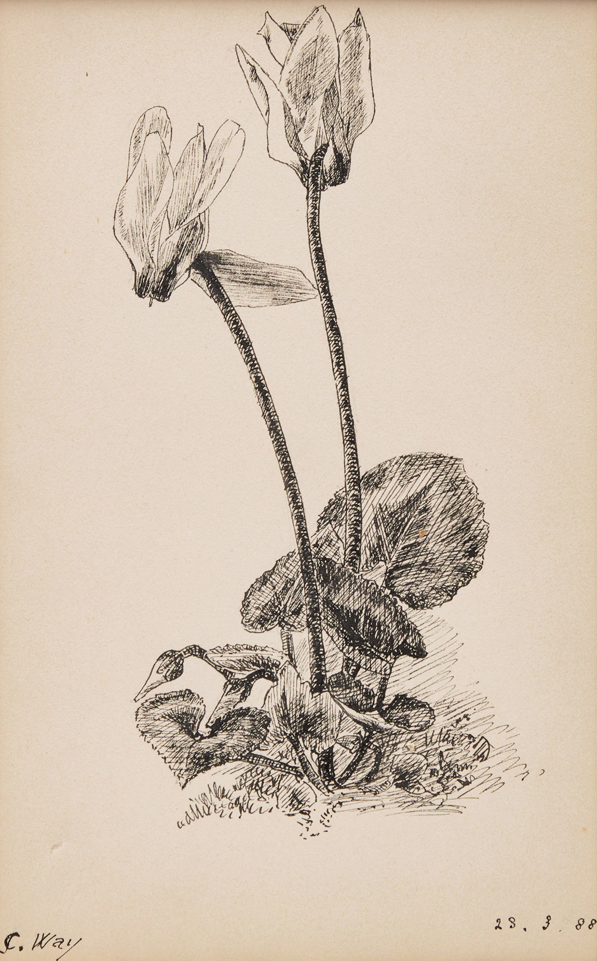 Charles Jones Way, Flower Sketch, ink, 1988
