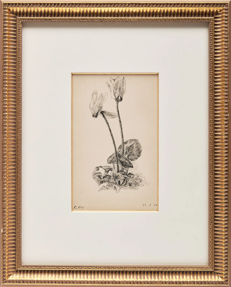 Charles Jones Way, Flower Sketch, ink, 1988 - view 2