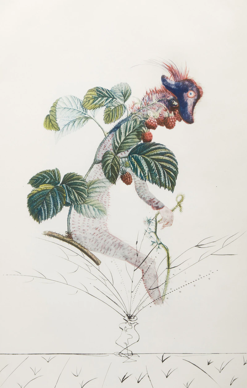 Raspberry Bush (From Flordali, Les Fruits) (F. 69-11 (k)) by Salvador Dalí