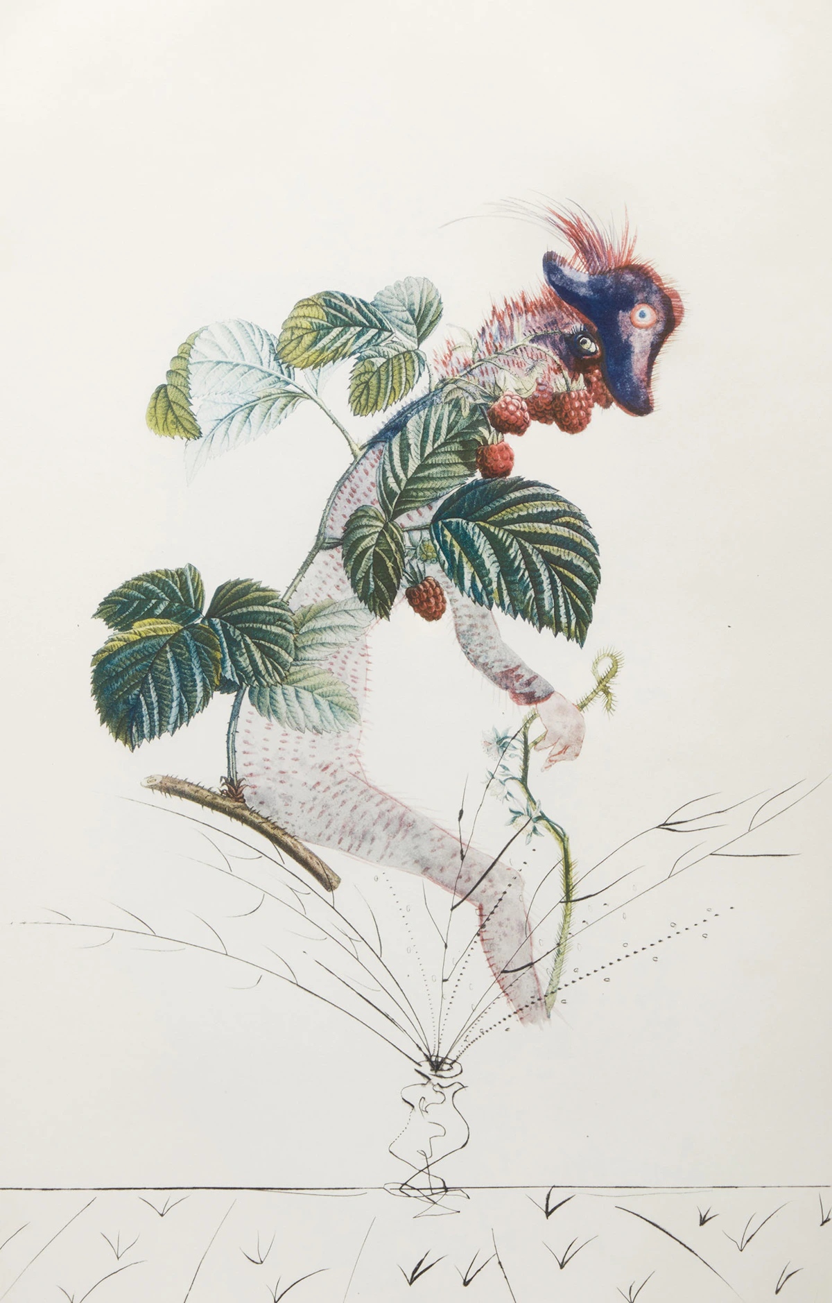 Salvador Dalí, Raspberry Bush (From Flordali, Les Fruits) (F. 69-11 (k)), colour photolithograph with engraving and embossing, 1967