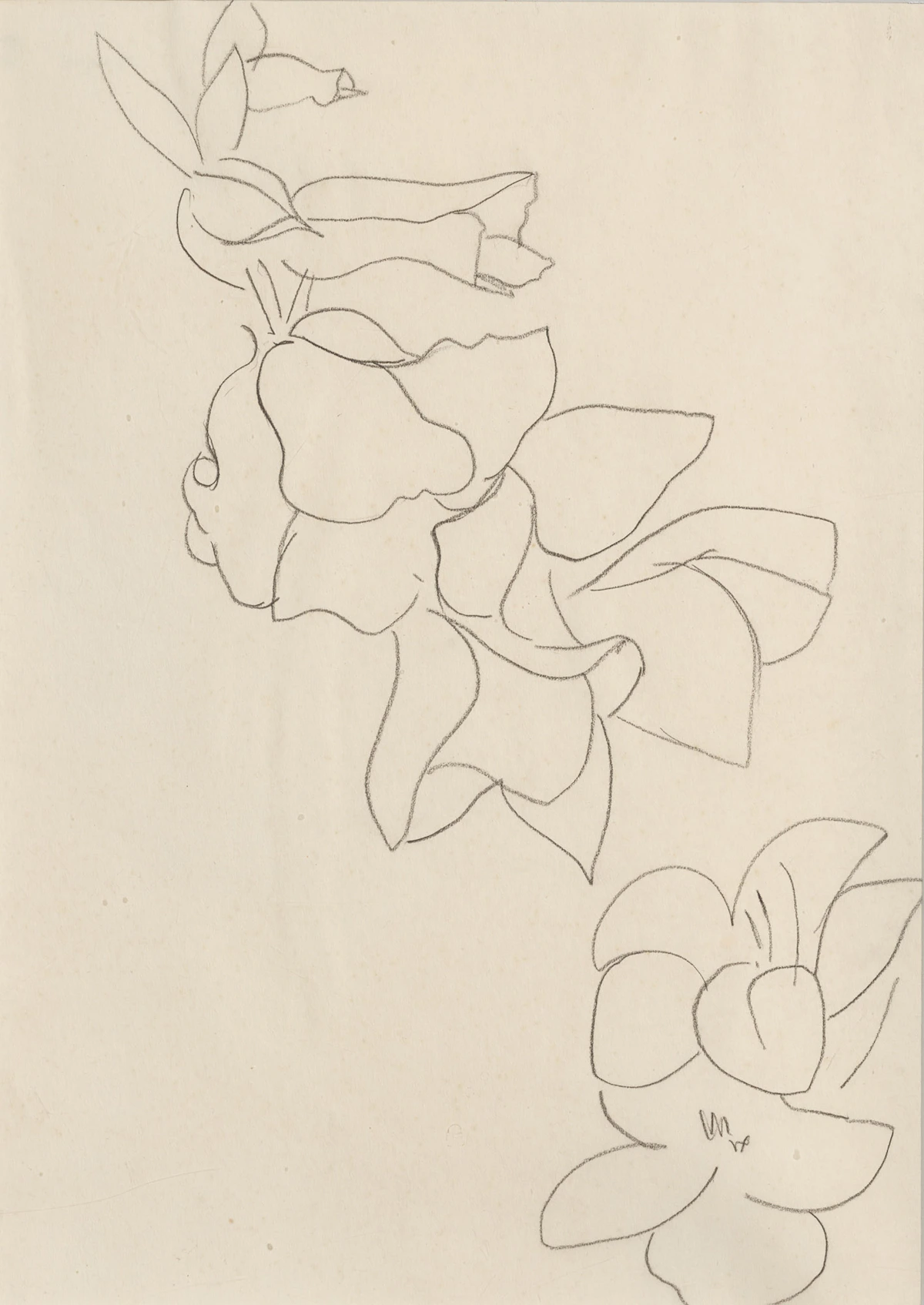 Henri Matisse, Fleurs et feuilles, 1942, conte on paper
