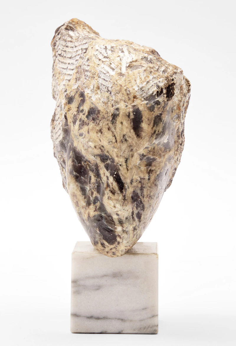 Face by Elford Bradley Cox