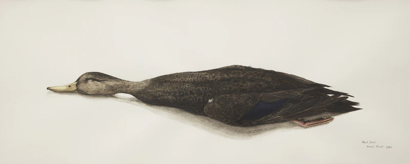 Michael French, Black Duck, watercolour