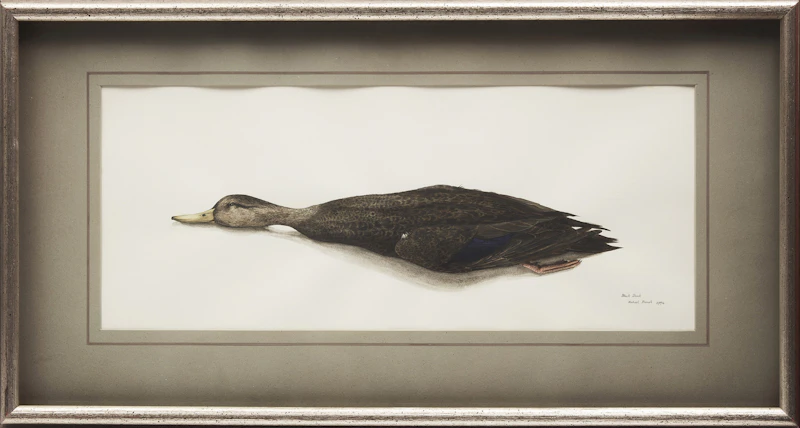 Michael French, Black Duck, watercolour, 1974 - view 2
