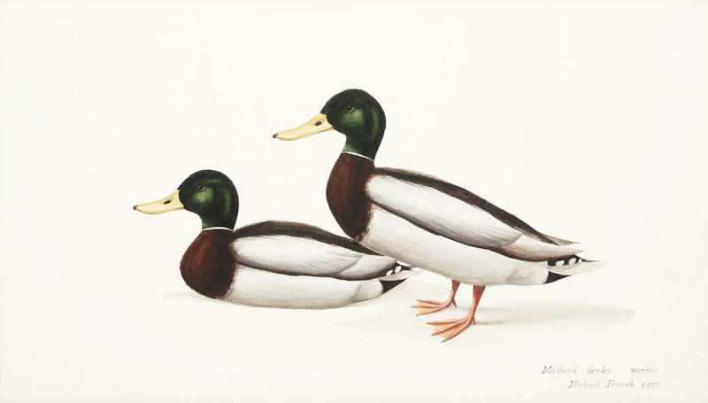 Michael French, Mallard Drake, Winter, acrylic on paper