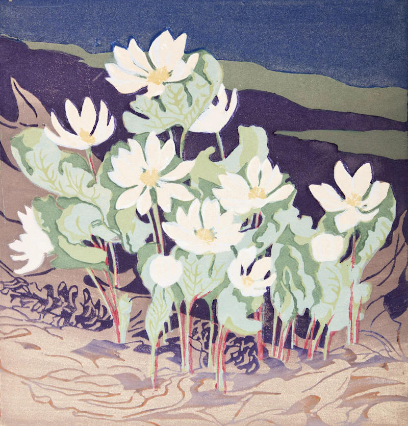 Northern Bloodroot by Mary Evelyn Wrinch