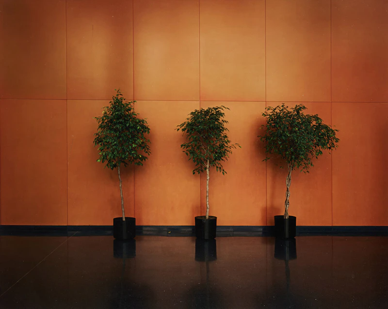 Untitled by Lynne Cohen