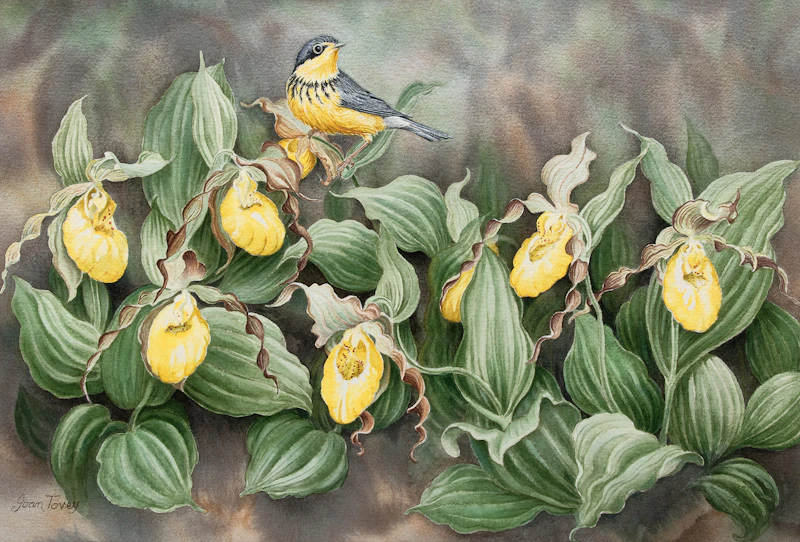 Yellow Lady Slippers by Joan Tovey