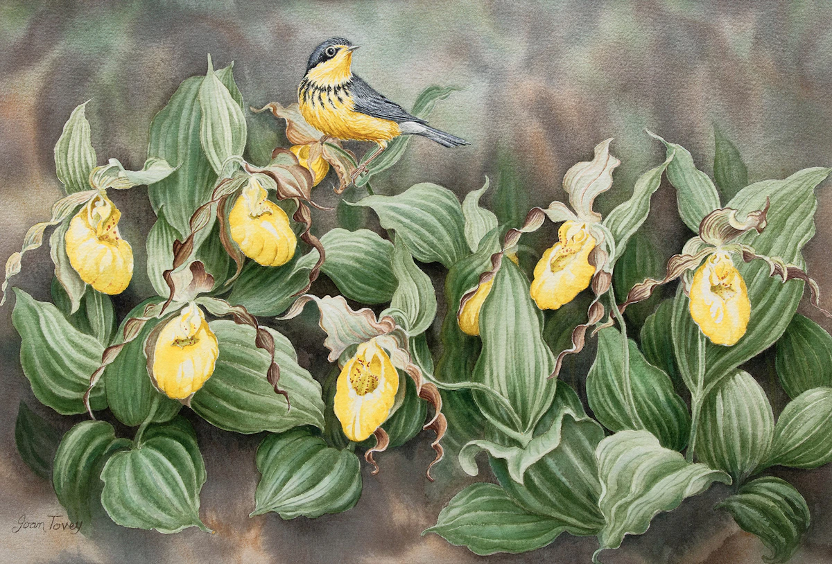 Joan Tovey, Yellow Lady Slippers, watercolour