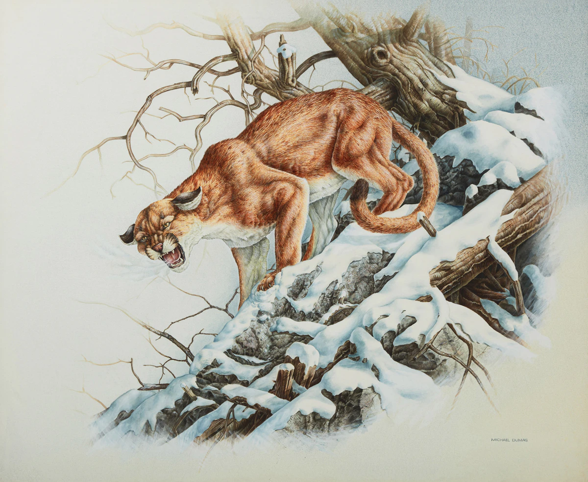 Michael Dumas, Bobcat, watercolour
