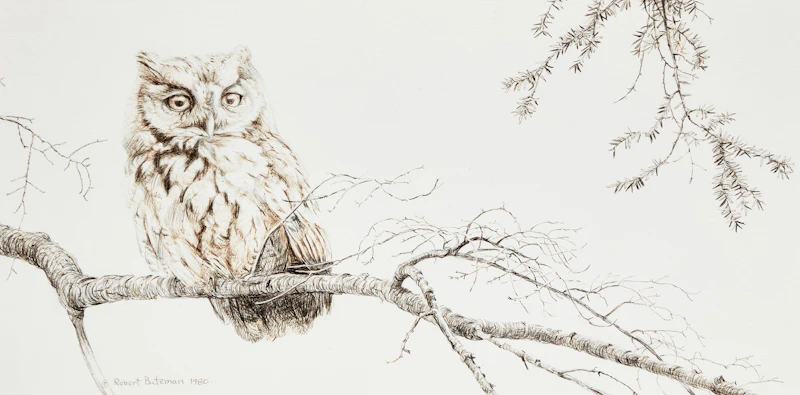 Robert Bateman, Screech Owl in Hemlock Branch, 1980, pen and ink drawing