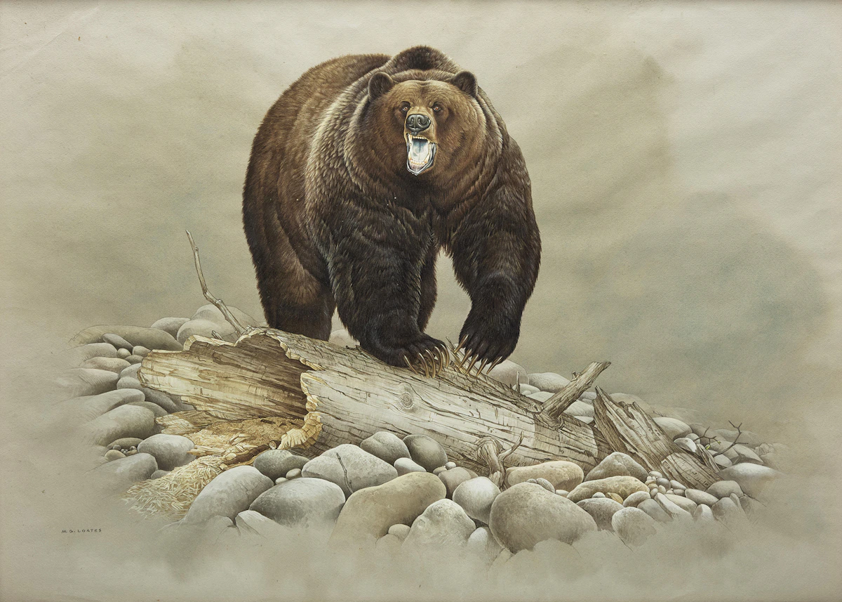 Martin Glen Loates, Ursus Horribilis, watercolour and gouache
