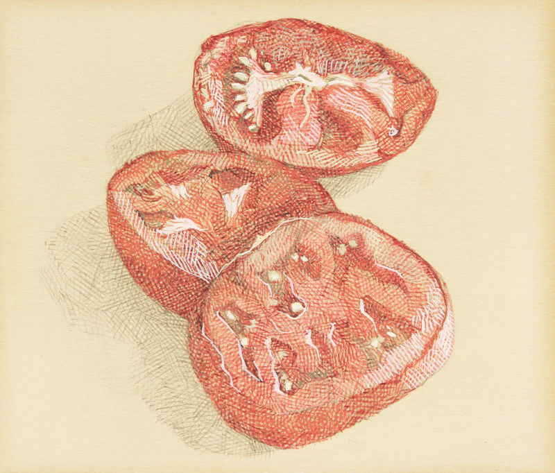 Hugh Seaforth Mackenzie, Untitled (Sliced Tomato), graphite and ink on paper - view 1