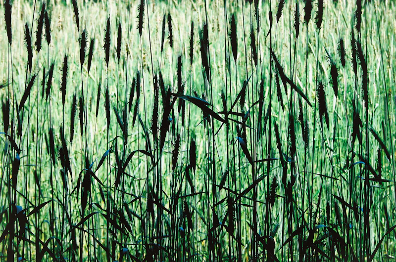 Joe Donohue, Field of Green, inkjet print, 2004 - view 1