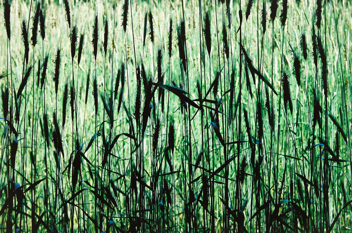 Joe Donohue, Field of Green, inkjet print, 2004