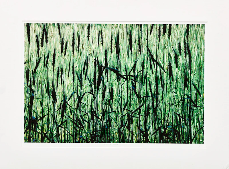 Joe Donohue, Field of Green, inkjet print, 2004 - view 2