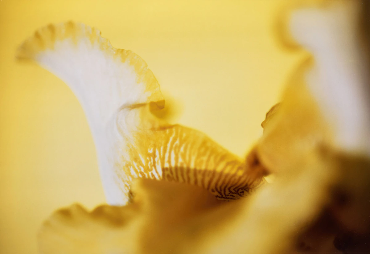 Lynn Huntley-Wyczolkowski, Icarus, cibachrome print, circa 2000