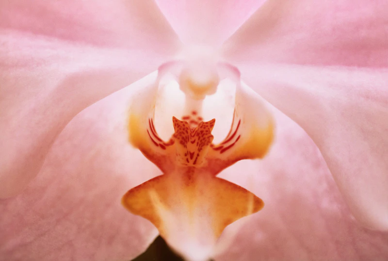 Lynn Huntley-Wyczolkowski, Temple, cibachrome print, circa 2000 - view 1