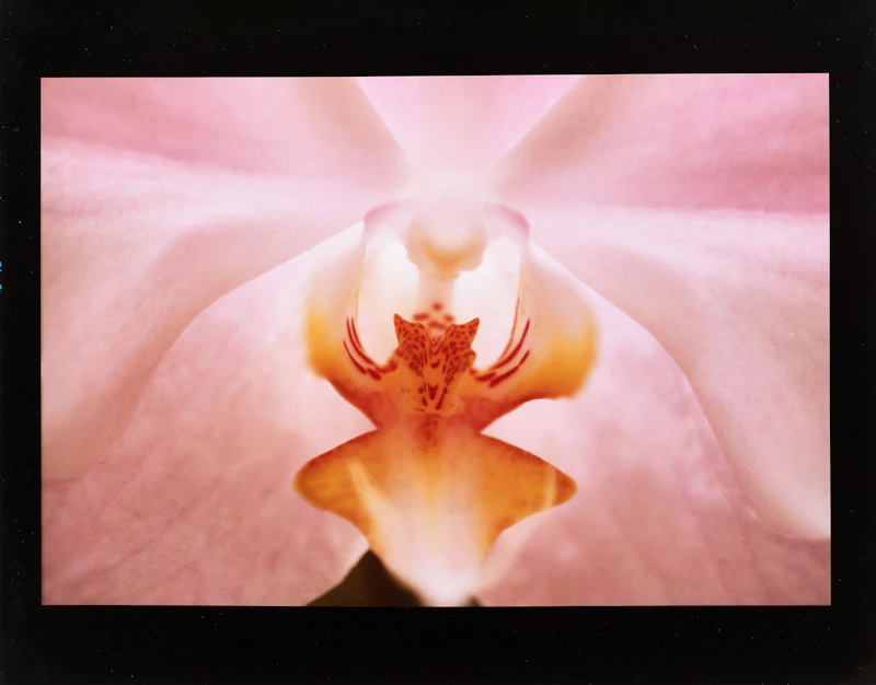 Lynn Huntley-Wyczolkowski, Temple, cibachrome print, circa 2000 - view 2