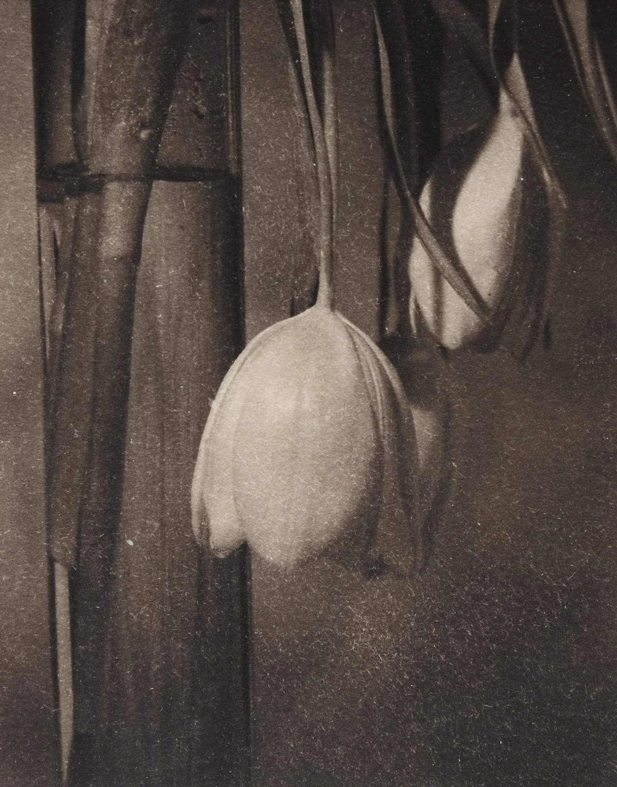 Steven Jack, Still Life, gelatin silver print, 1996