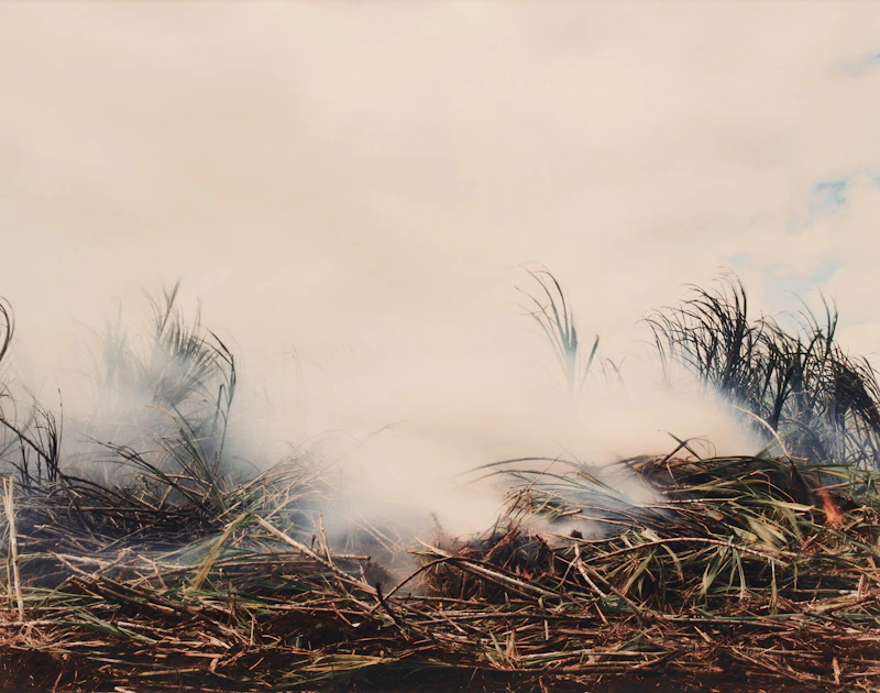 Virginia Beahan and Laura McPhee, Sugar Cane Burning Before Harvest, c-print - view 1