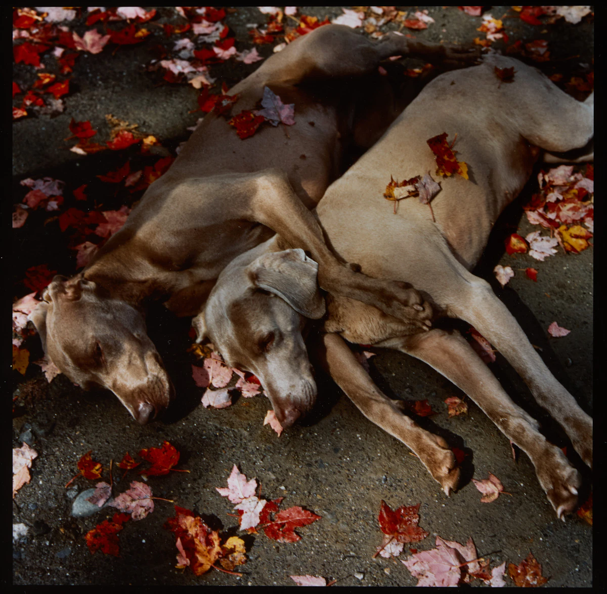 William Wegman, Roadside Rest, cibachrome print, 1987