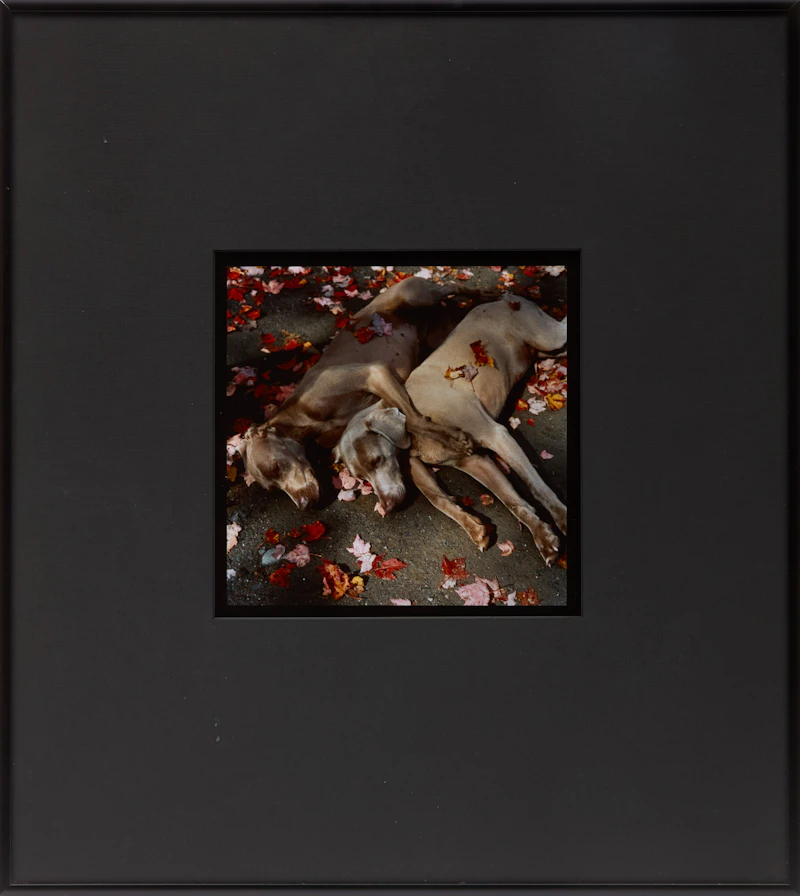 William Wegman, Roadside Rest, cibachrome print, 1987 - view 2