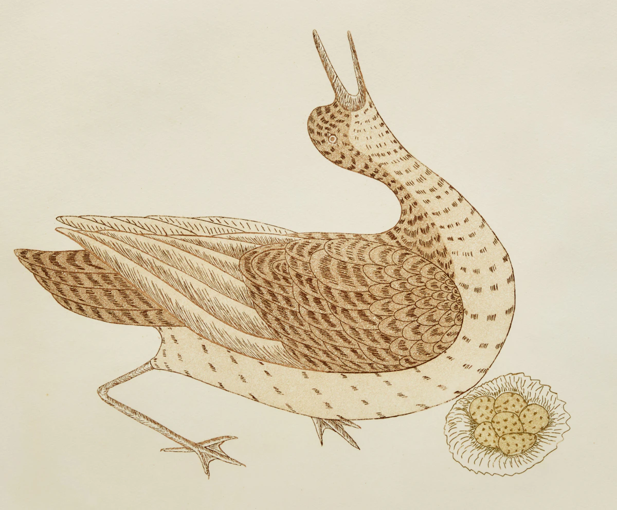 Kananginak Pootoogook, Sitgarriat at Nest, etching and aquatint