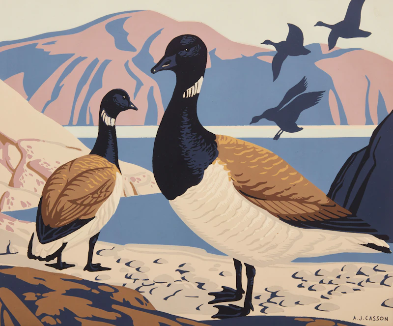 Brant (Branta Bernicla Glaucogastra) by Alfred Joseph Casson