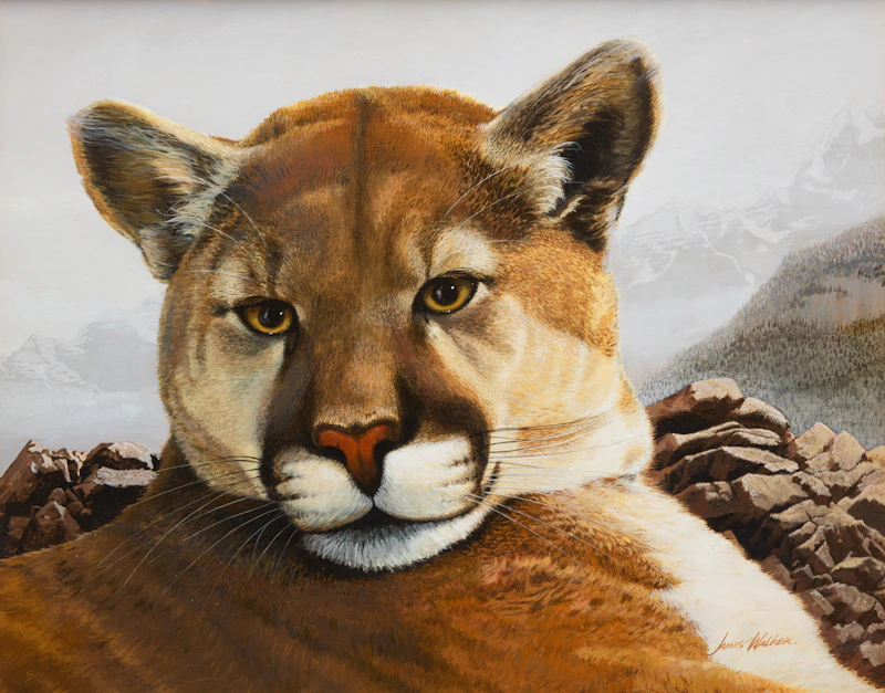 Young Cougar by James Walker