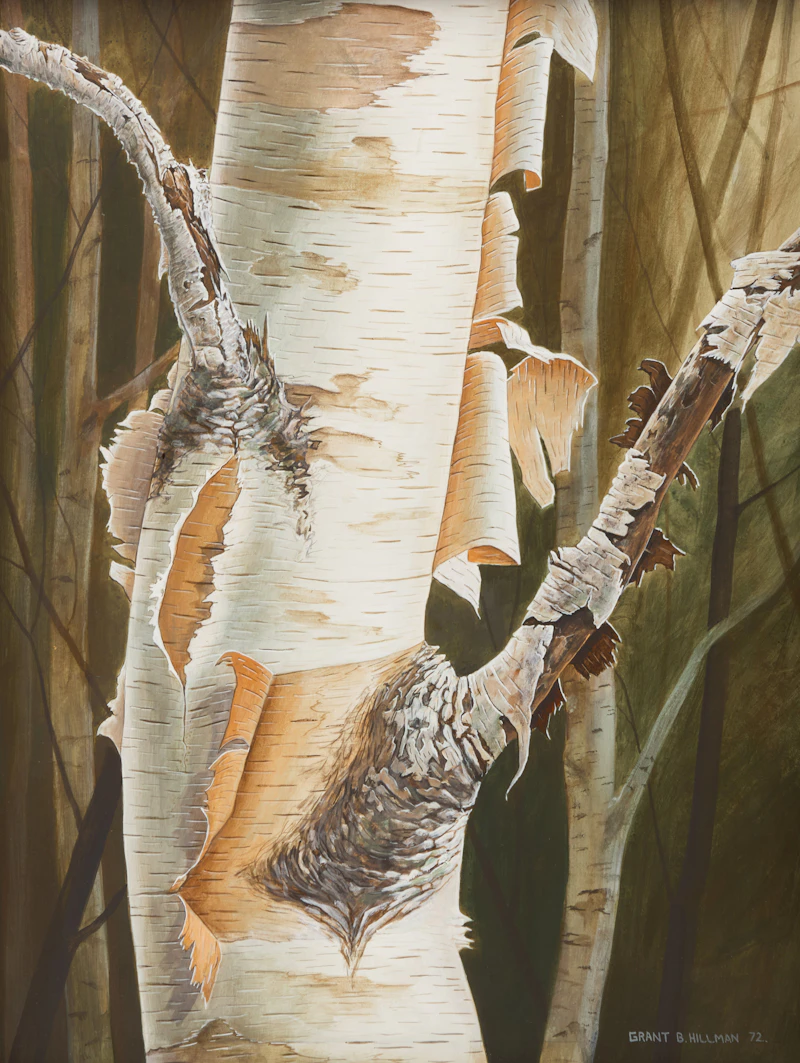 Grant Hillman, The Silver Birch No. 15, acrylic on board, 1972 - view 1